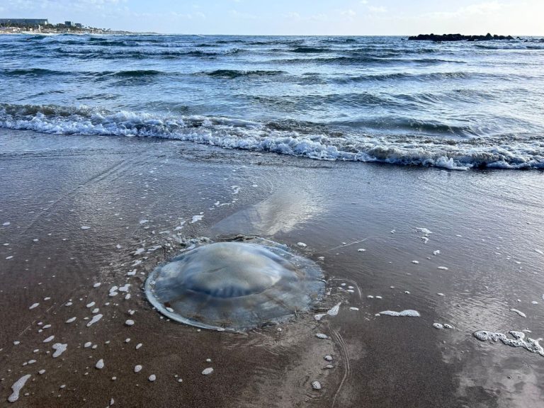 Медузы – опасные летние гости Средиземного моря у берегов Израиля