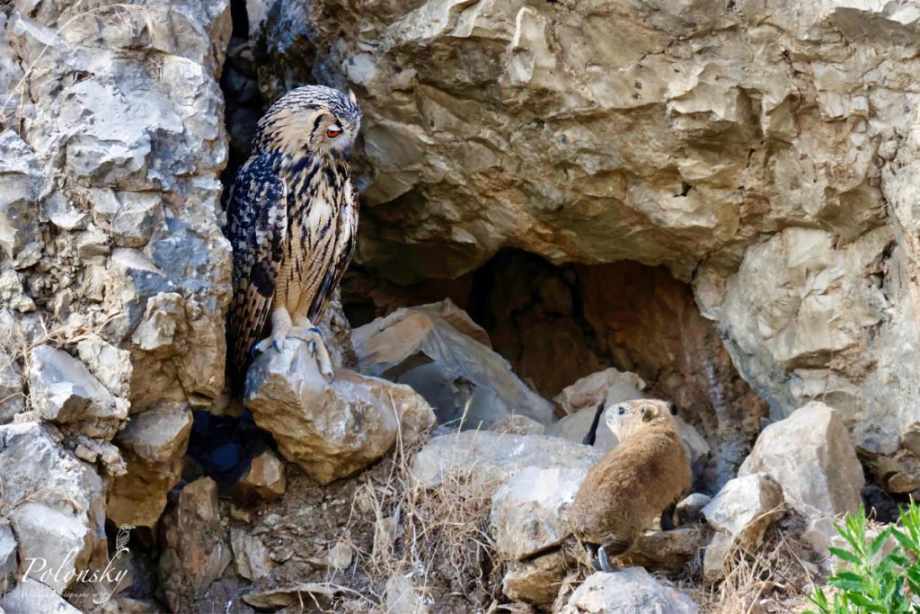 Филин Bubo bubo