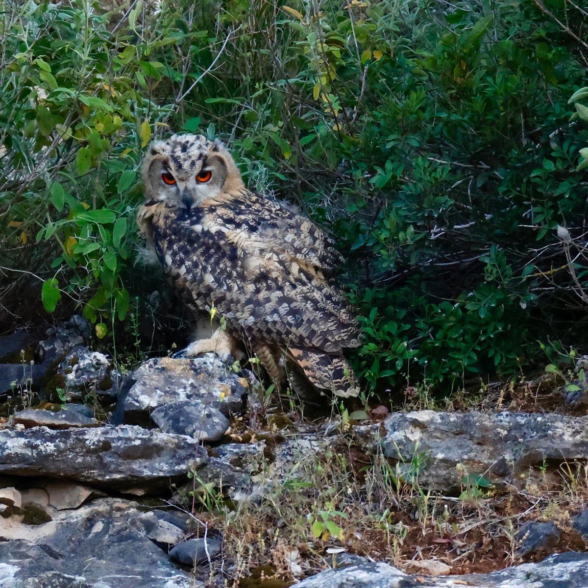 Филин Bubo bubo