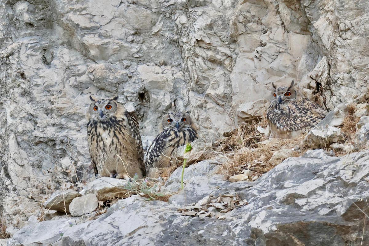 Филины Bubo bubo