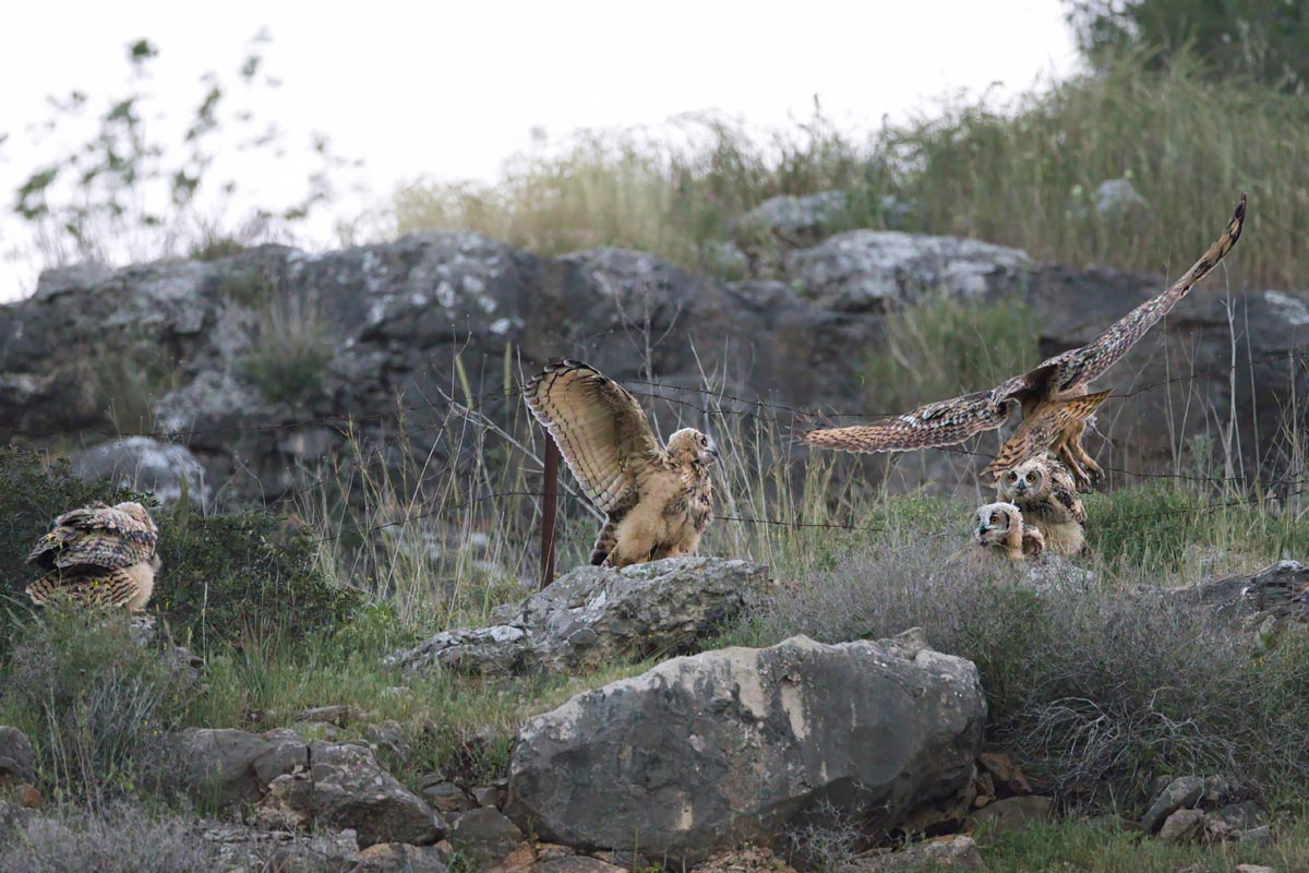 Филины Bubo bubo
