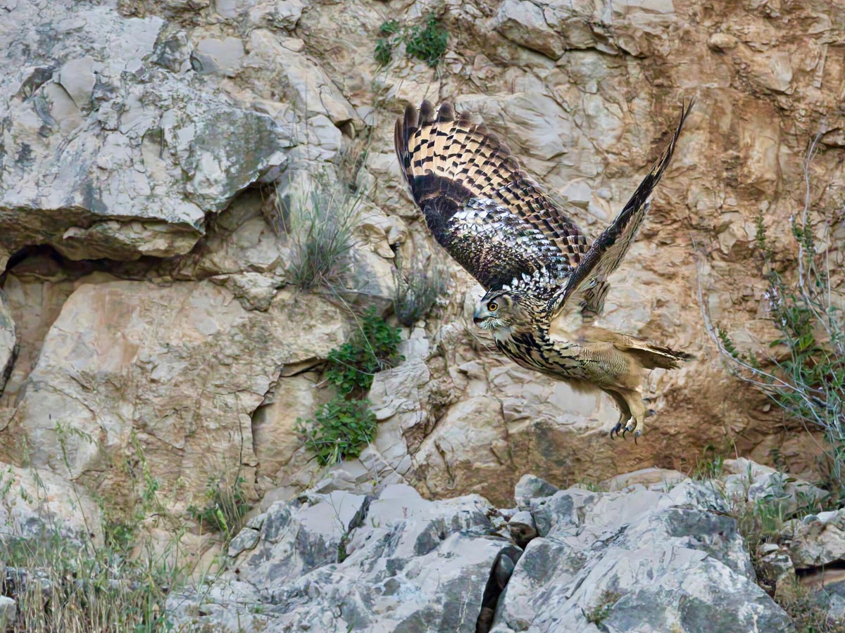 Филин Bubo bubo в полете