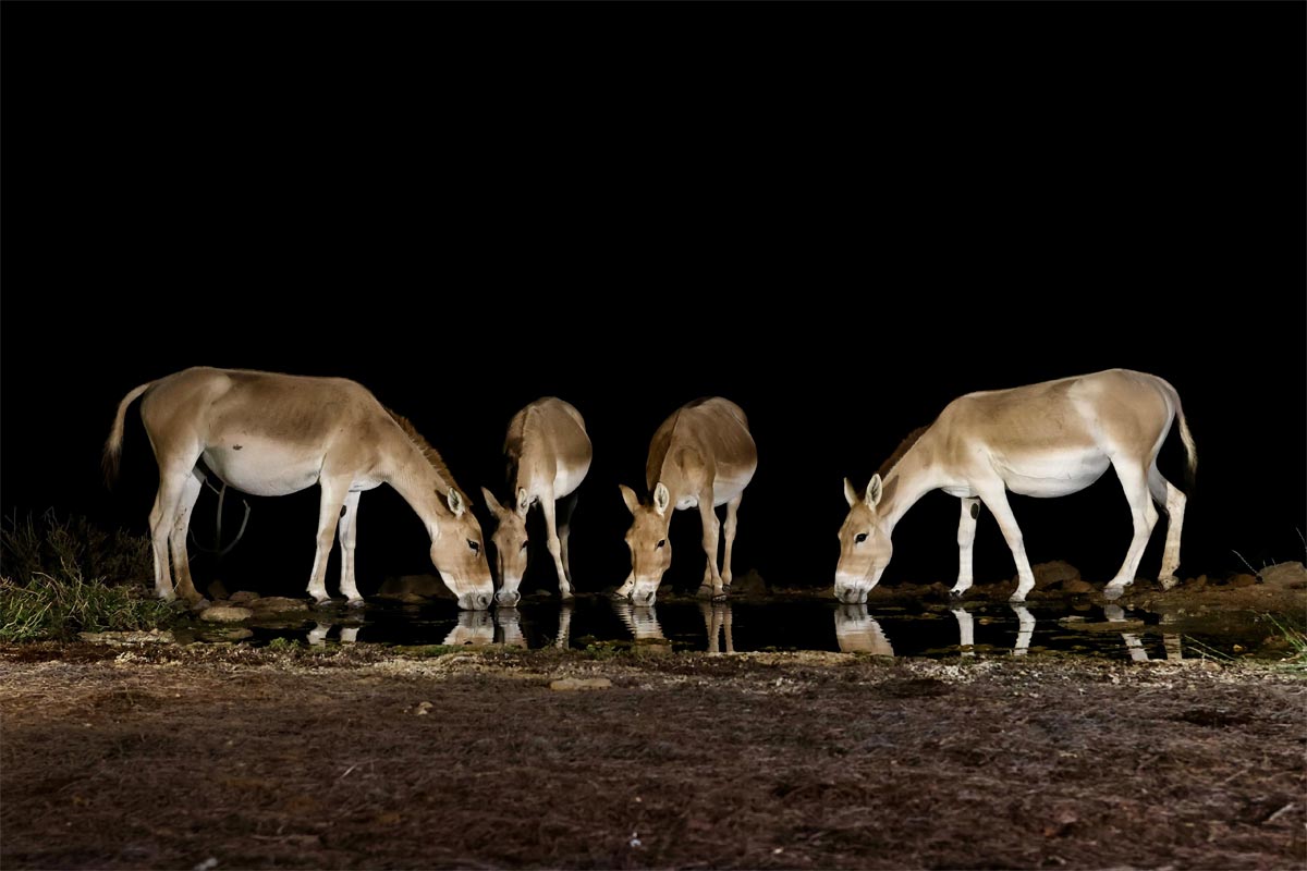 Ослы на водопое