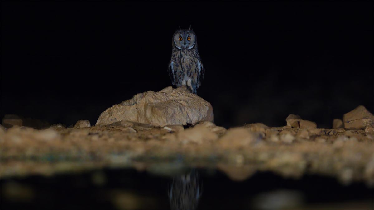 Сова. Фото: Игоря Полонского