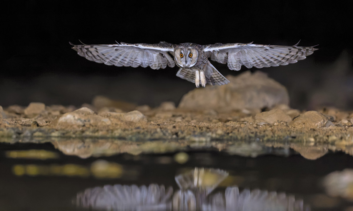 Фото Совы Игоря Полоский для фото-конкурса ККЛ