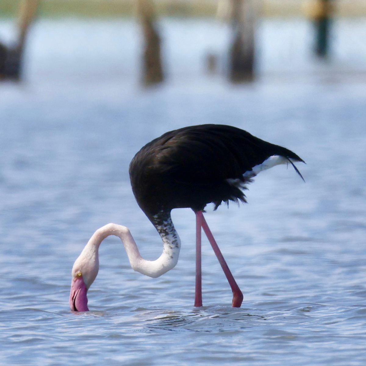 Черный фламинго в Израиле
