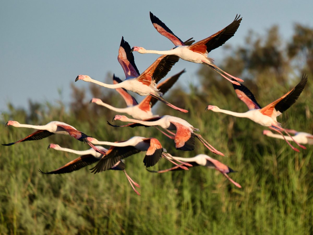 Фламинго прилетели в Израиль