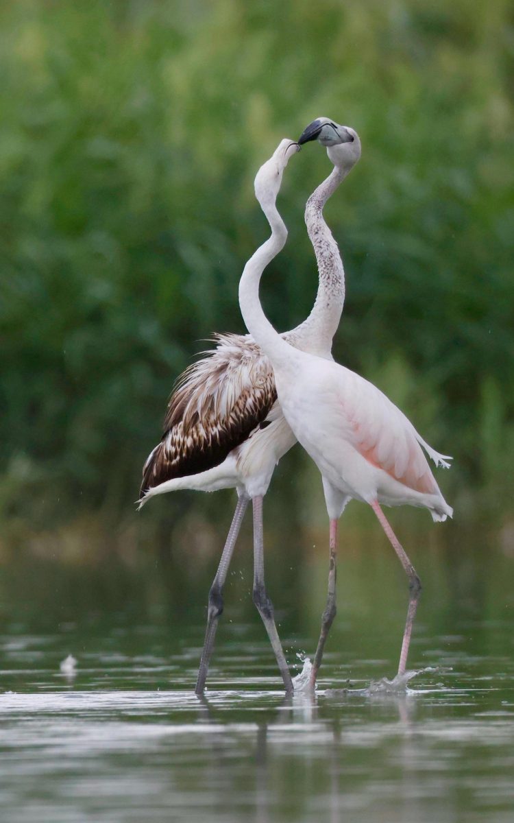 Пара фламинго